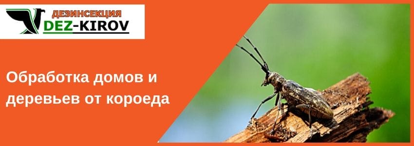 Обработка домов и деревьев от короеда